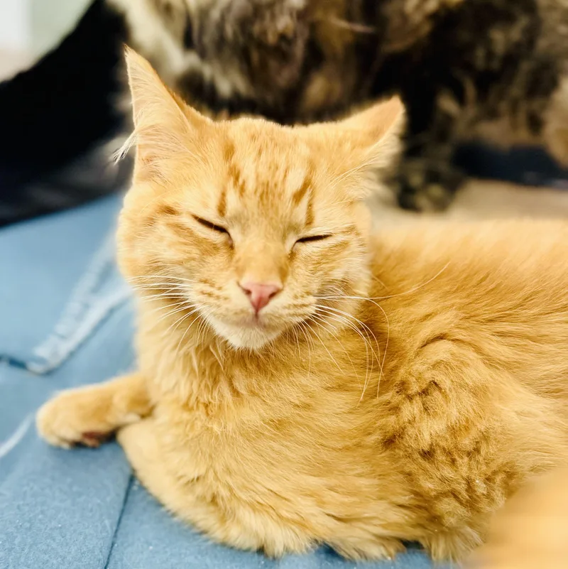 Hairy Potter thumbnail 3