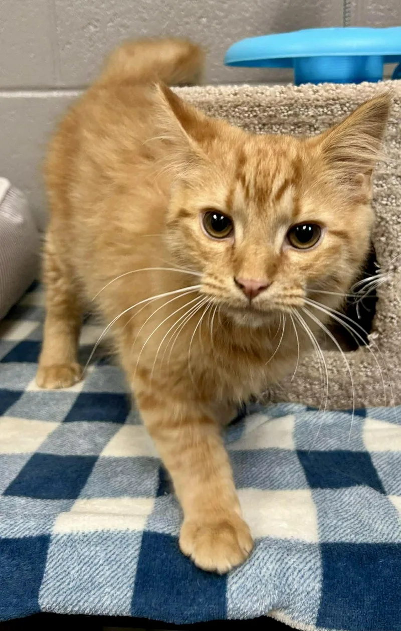 Hairy Potter thumbnail 6