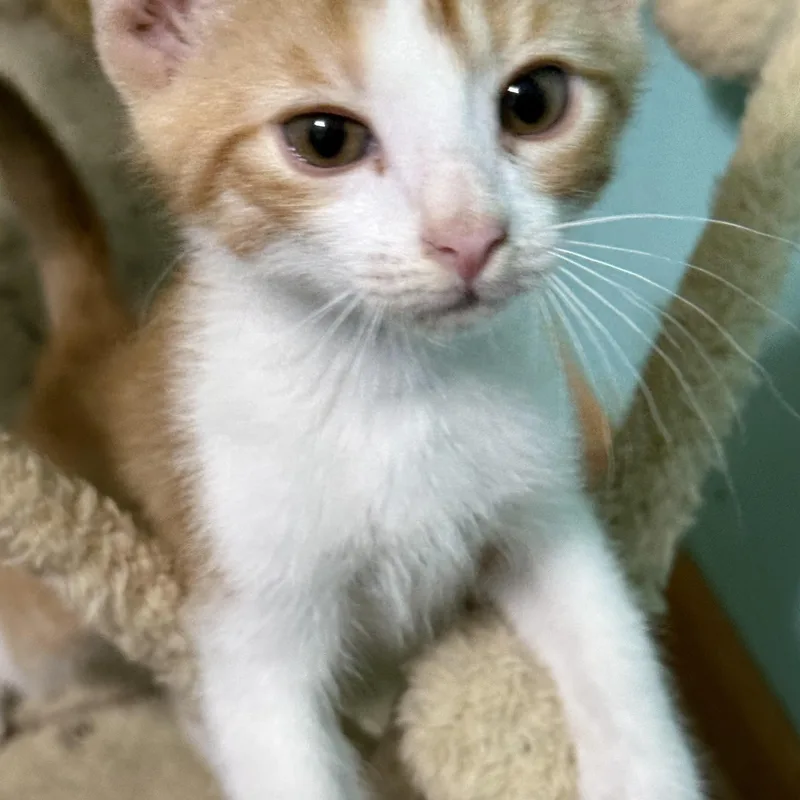 Charlie