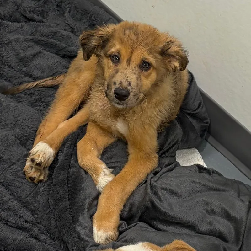 A baby small-sized male Brown / Chocolate Australian Shepherd dog named Asparagus for adoption in Austin, TX