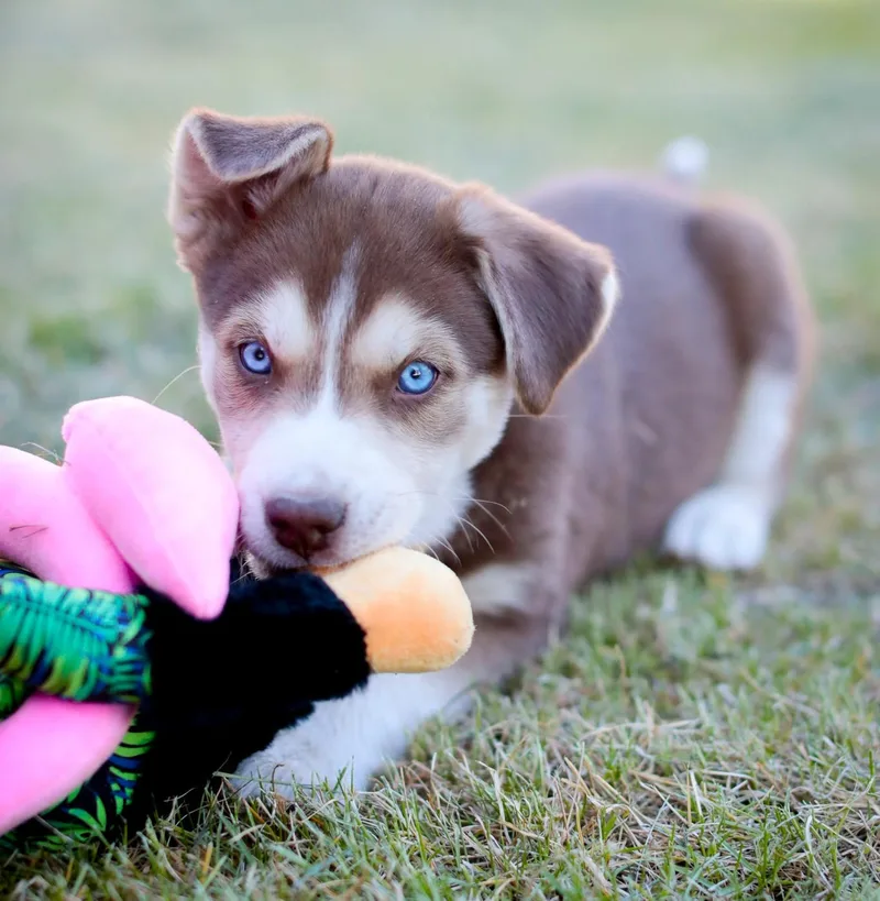A baby medium-sized female Brown / Chocolate Husky dog named Princess Anna for adoption in Minnetrista, MN