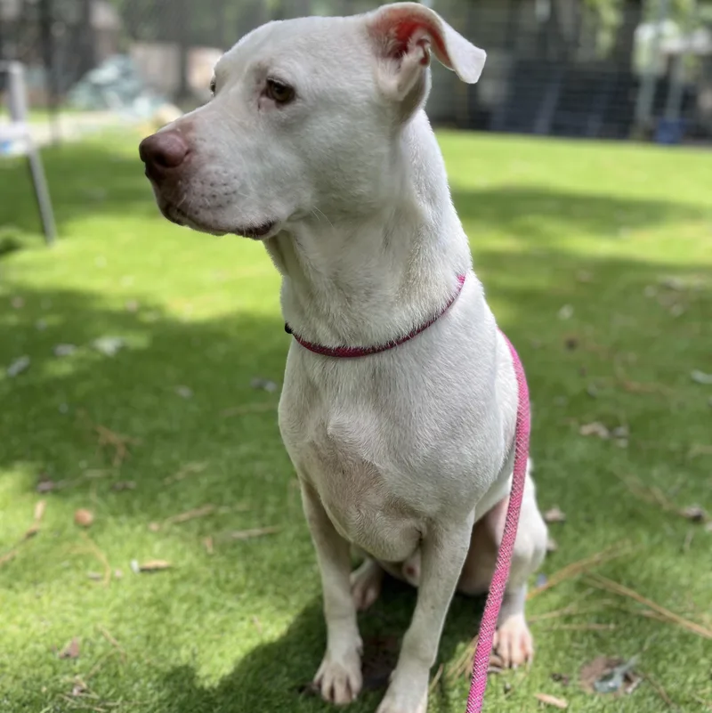 Casanova thumbnail 3