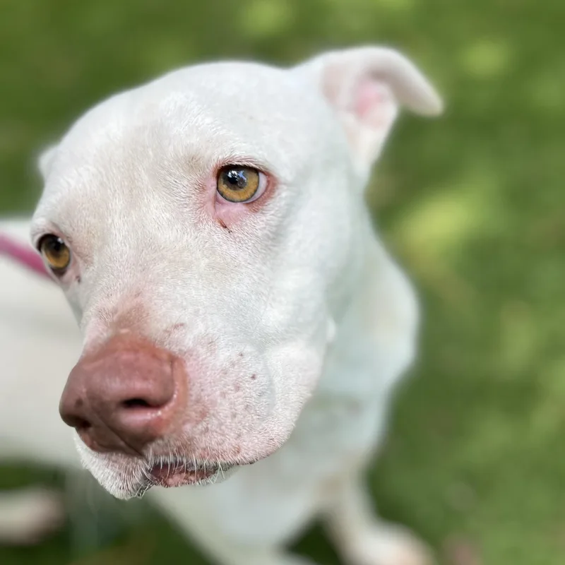 Casanova thumbnail 4