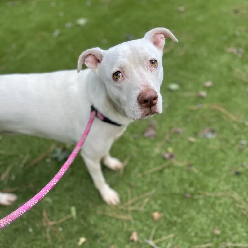 Casanova thumbnail 5