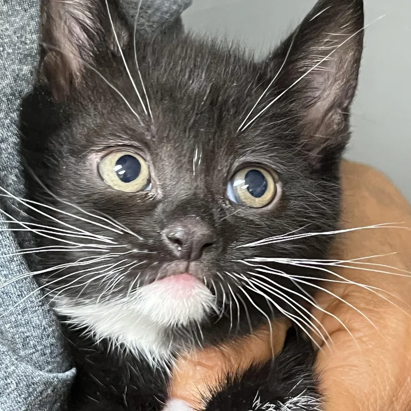 A baby medium-sized male Tuxedo cat named Baby Onyx for adoption in Parkland, FL