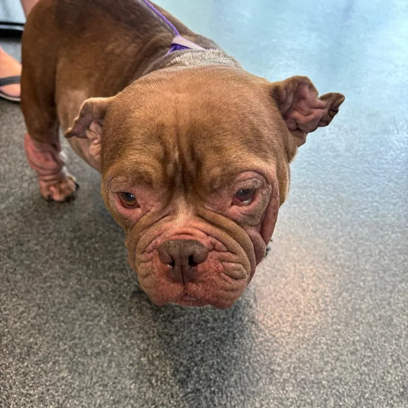An adult medium-sized female Brown / Chocolate Mixed Breed dog named Pippa for adoption in Allentown, PA