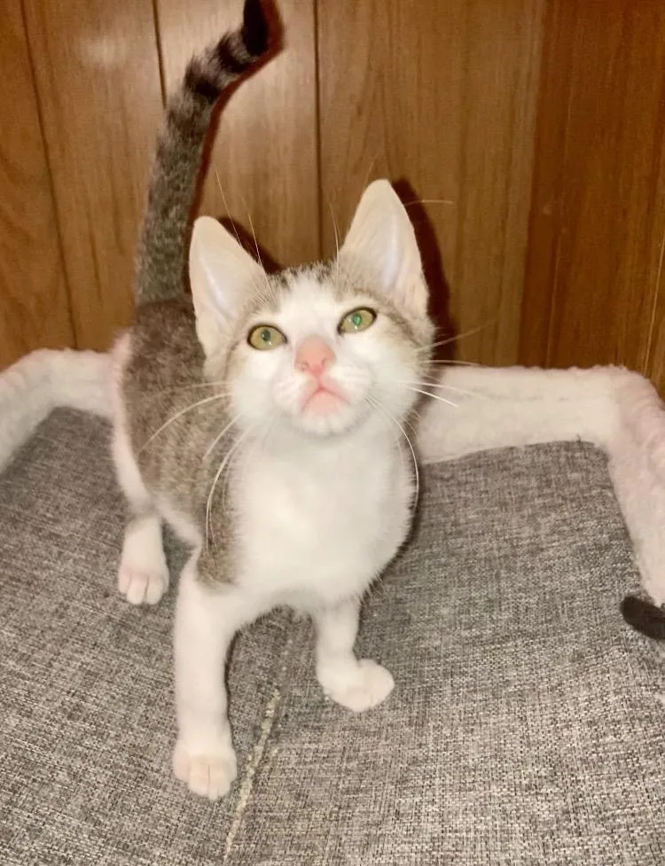 A baby small-sized male White Domestic Short Hair cat named Wiley Bink for adoption in Chandler, AZ