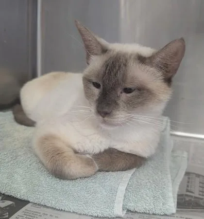 An adult small-sized female Domestic Short Hair cat named Solana for adoption in Houston, TX