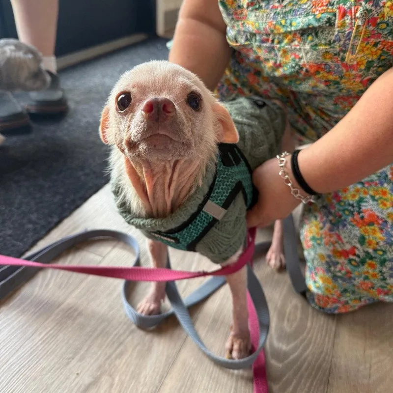 An adult medium-sized female Chihuahua dog named Pinky for adoption in Dallas, TX