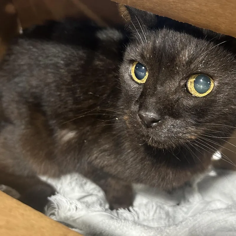 An adult medium-sized female Black Domestic Short Hair cat named Oreo for adoption in Tampa, FL