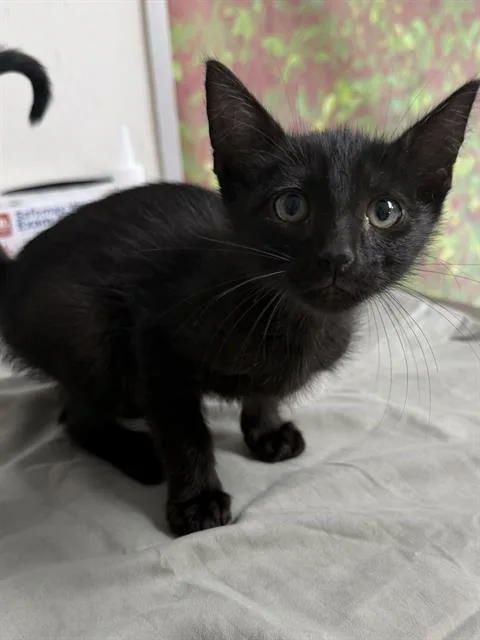 A baby small-sized male Domestic Short Hair cat named Nyx for adoption in San Antonio, TX