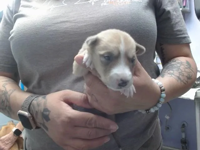 A baby small-sized female Rhodesian Ridgeback dog named Subra for adoption in Albuquerque, NM