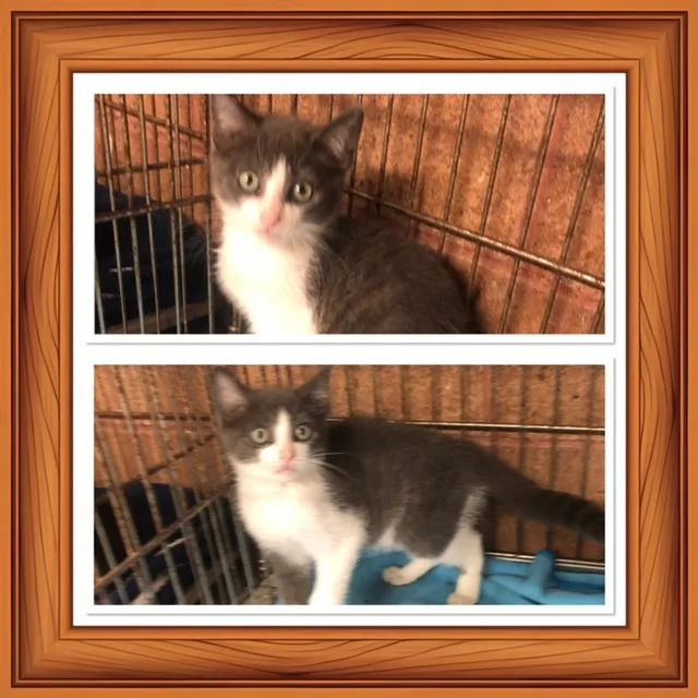 A baby small-sized male Gray & White Domestic Short Hair cat named Loney for adoption in Buckhannon, WV