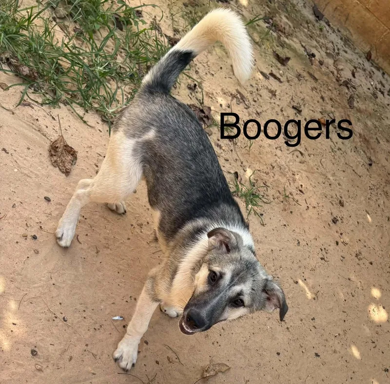 A young medium-sized male German Shepherd Dog dog named Boogers for adoption in Zimmerman, MN