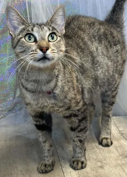 A young medium-sized female Domestic Short Hair cat named Caboodle for adoption in Shreveport, LA