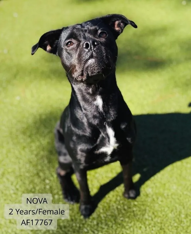 An adult large-sized female Black Boxer dog named Nova for adoption in Supply, NC