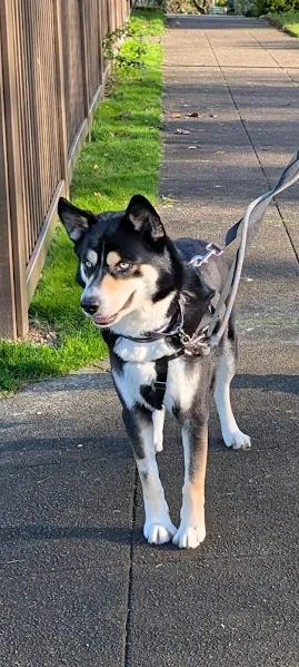 An adult medium-sized male Husky dog named Cliff for adoption in Deer Park, WA