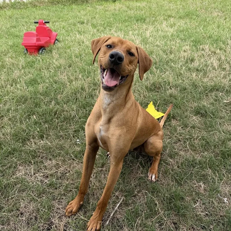 A young large-sized male Red / Chestnut / Orange Rhodesian Ridgeback dog named Wyatt for adoption in Seminole, FL