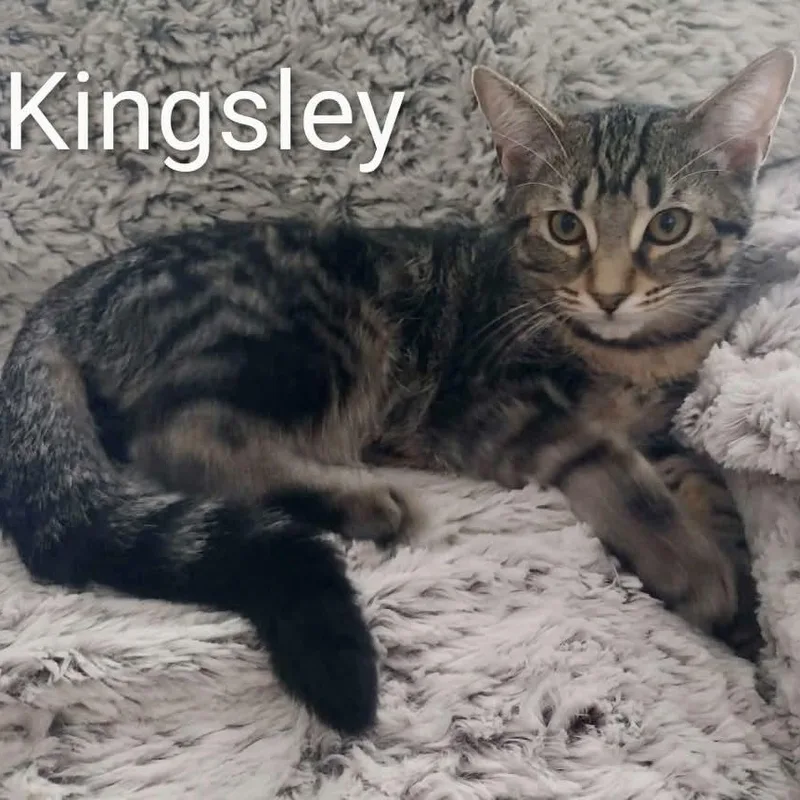 Kingsley thumbnail 2