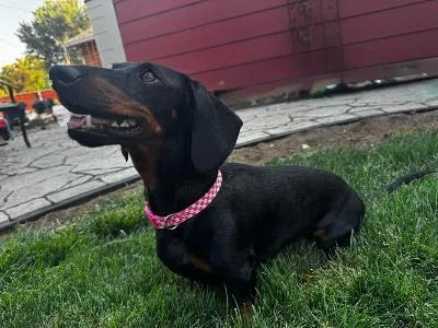 Maggie thumbnail 2