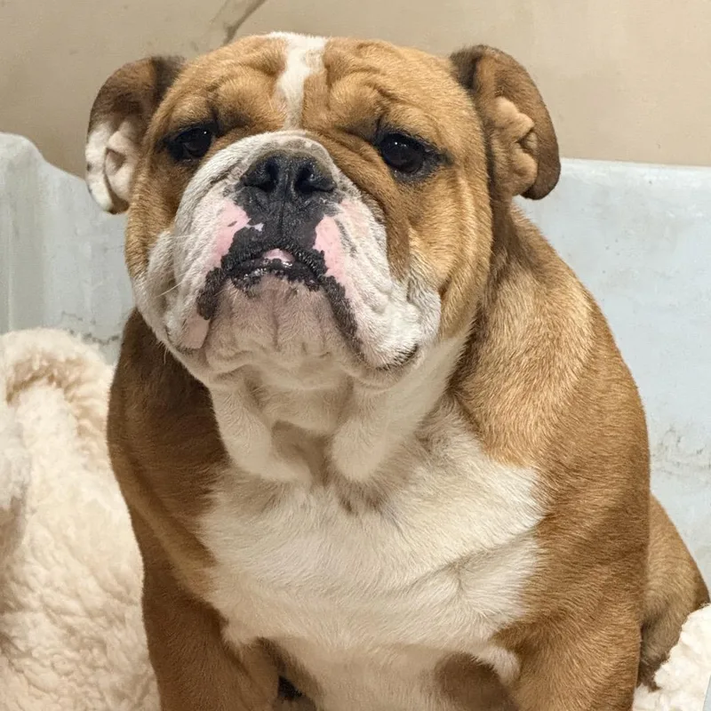 An adult medium-sized male Yellow / Tan / Blond / Fawn English Bulldog dog named Mugsy for adoption in Hackett, AR