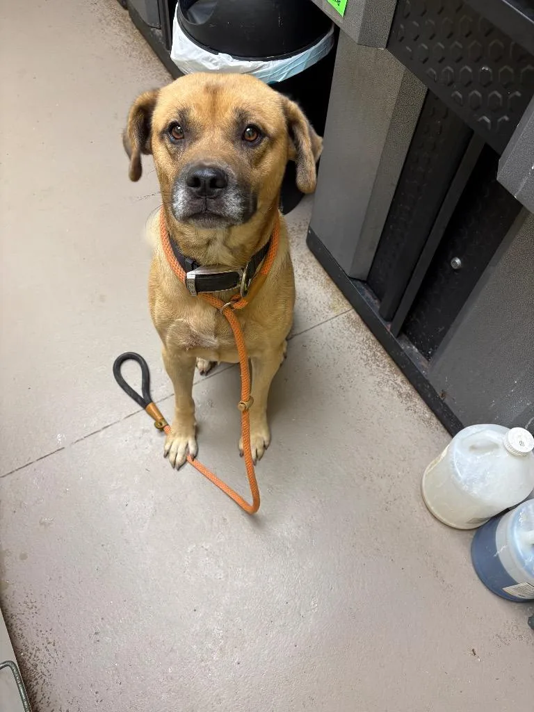 An adult large-sized male German Shepherd Dog dog named Cheeser for adoption in Crossville, TN