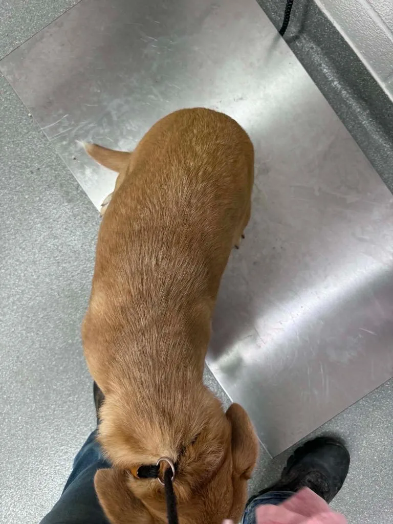 An adult medium-sized female Australian Shepherd dog named Honey Girl for adoption in East Ridge, TN