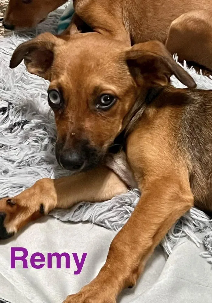 A baby medium-sized female Black Mouth Cur dog named Remy for adoption in St. Petersburg, FL