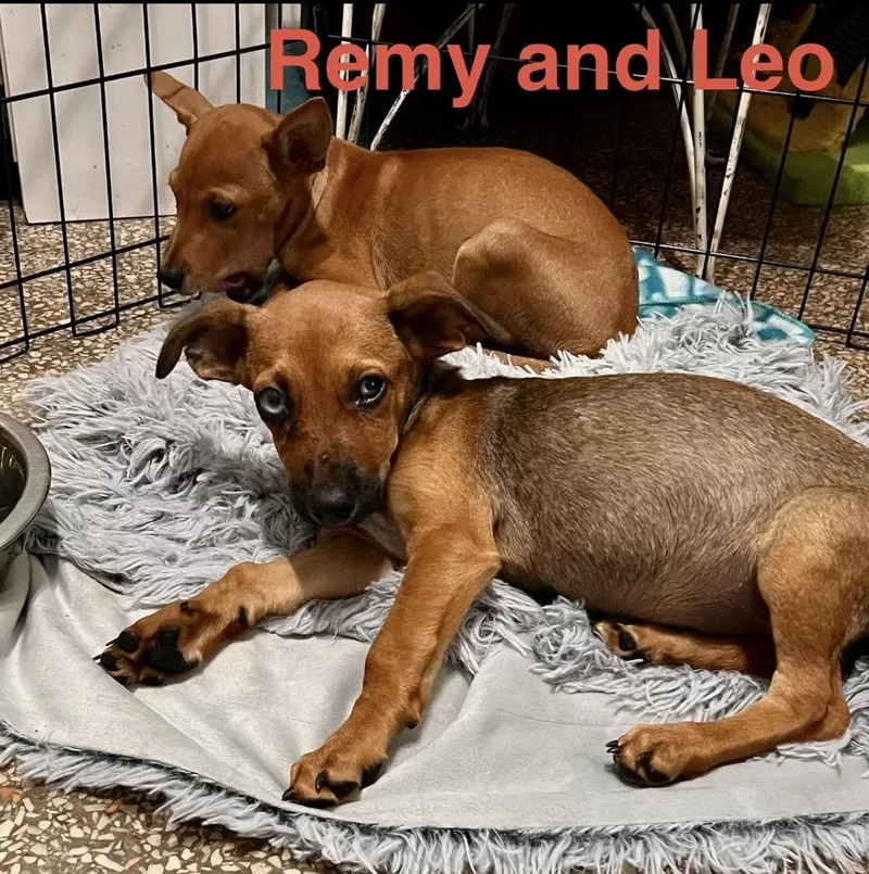 Remy thumbnail 2