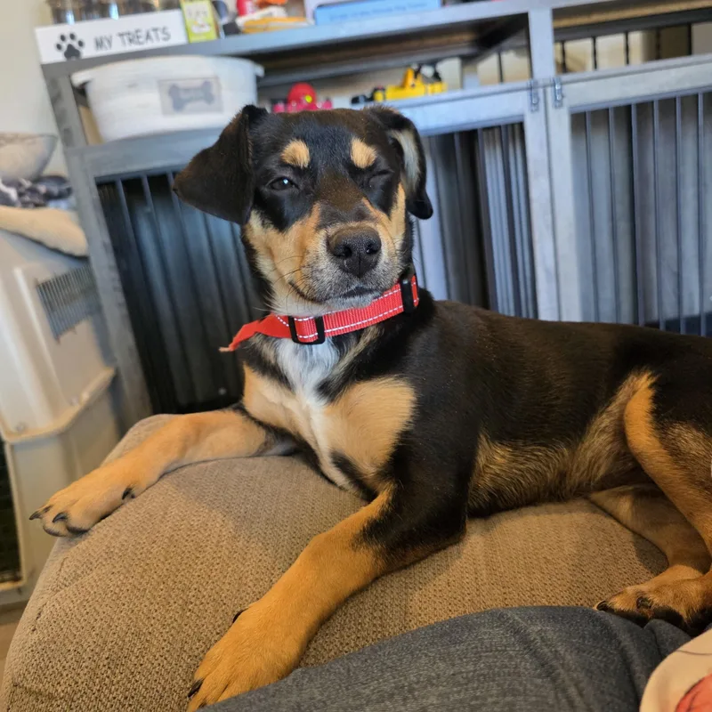 A young small-sized female Tricolor (Brown, Black, & White) Dachshund dog named Saffron Aka Saffy for adoption in Tucson, AZ
