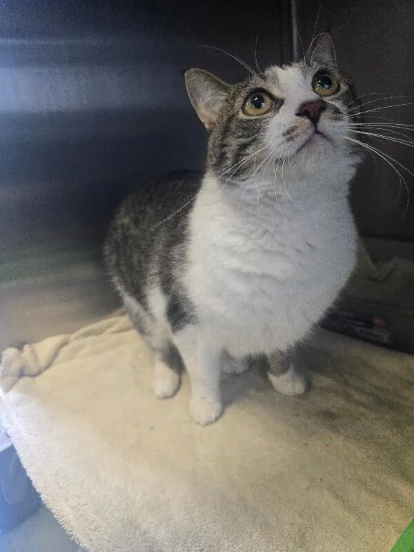 An adult medium-sized male Domestic Short Hair cat named Mr. Lovey for adoption in Cortland, NY