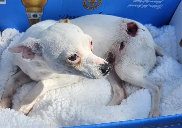 An adult small-sized female Chihuahua dog named Helen for adoption in San Antonio, TX