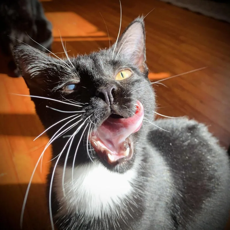 A young medium-sized male Black & White / Tuxedo Domestic Short Hair cat named Ivan for adoption in Buffalo, NY