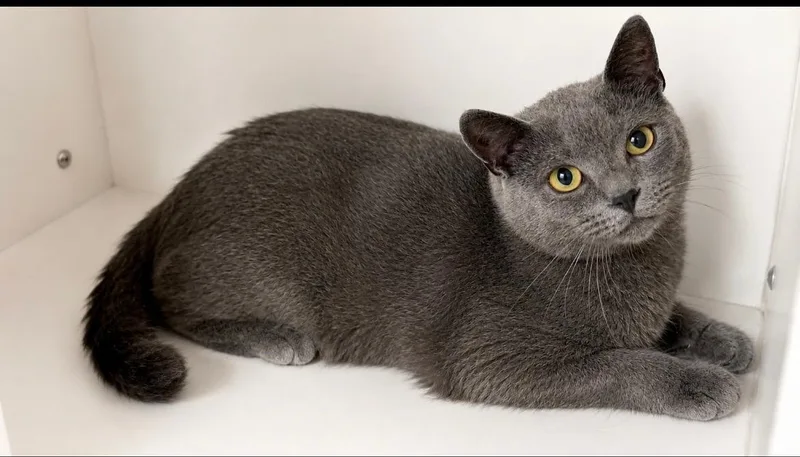 An adult medium-sized male Smoke Domestic Short Hair cat named Granite for adoption in Norwich, NY