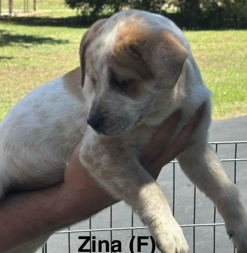 Zina
