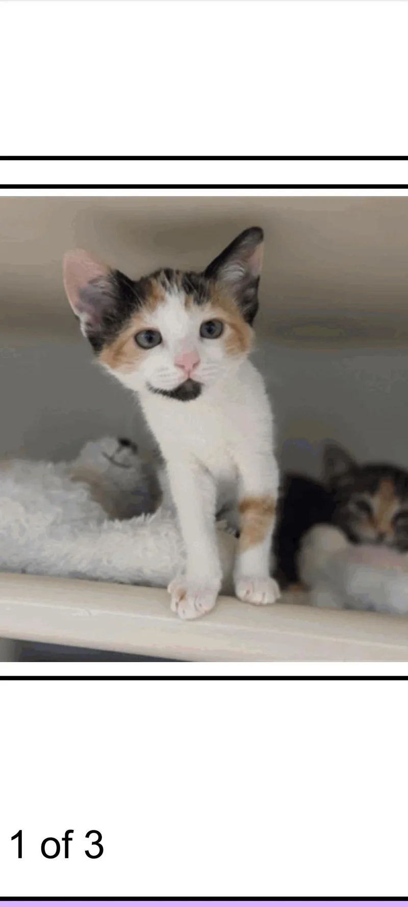 A young small-sized female Calico Domestic Short Hair cat named Zara for adoption in Santa Cruz, CA
