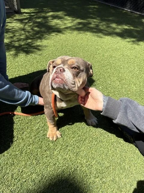 A young medium-sized female English Bulldog dog named Chiffon for adoption in San Jose, CA