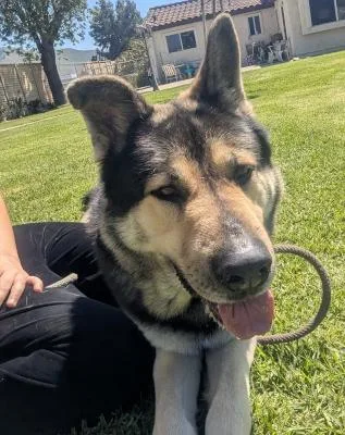 A young large-sized male Black Akita dog named Tri Tip for adoption in Santa Paula, CA