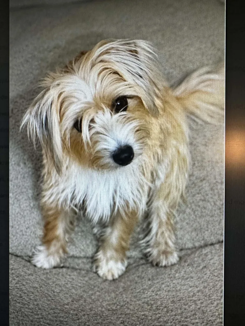 An adult small-sized female Yorkshire Terrier dog named Goldie Hawn for adoption in Temple, TX