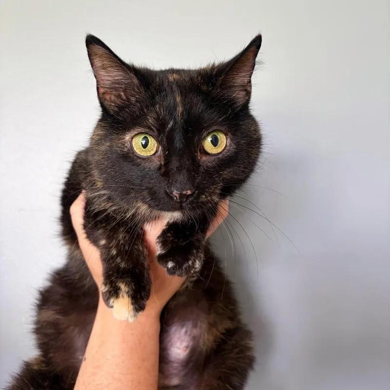 An adult medium-sized female Tortoiseshell Domestic Short Hair cat named Pear Butter for adoption in Bethel, OH