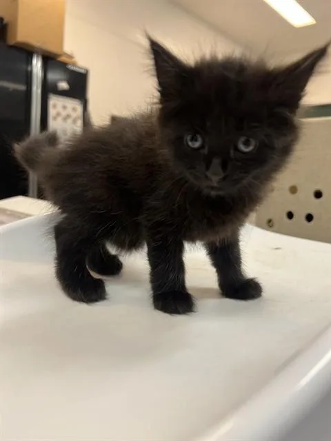 A baby small-sized female Domestic Short Hair cat named June for adoption in Thousand Palms, CA