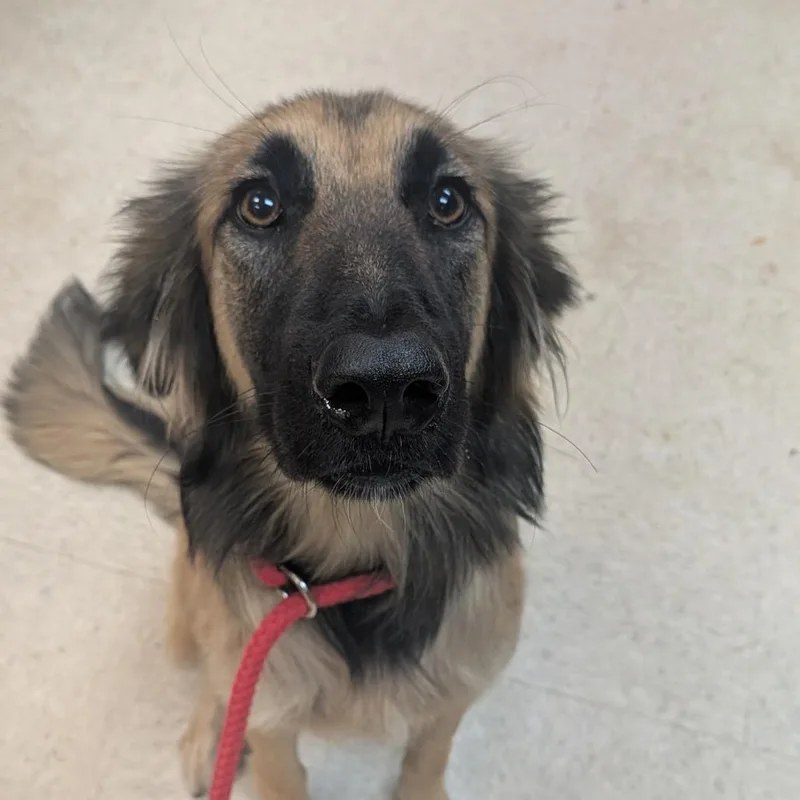 A young medium-sized female Brown / Chocolate Mixed Breed dog named StrayWarmSpringsRoad for adoption in Columbus, GA