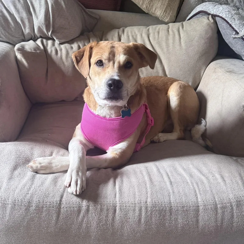 A young medium-sized female Yellow / Tan / Blond / Fawn Hound dog named Stella for adoption in Oregon, WI