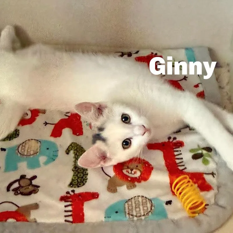 Ginny
