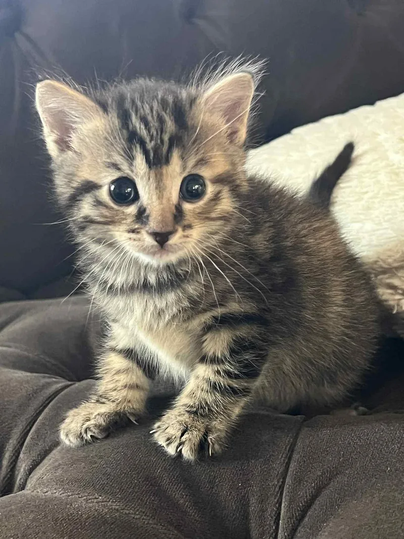 Nellie Ched thumbnail 3