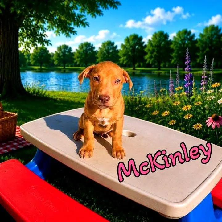 A baby medium-sized female Red / Chestnut / Orange Mixed Breed dog named McKinley for adoption in Joliet, IL