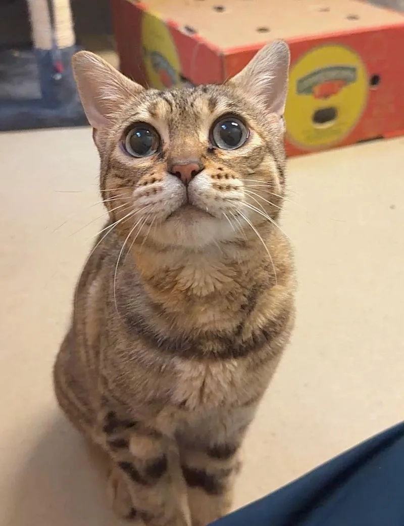 A senior medium-sized female Brown / Chocolate Bengal cat named Bella for adoption in Quakertown, PA