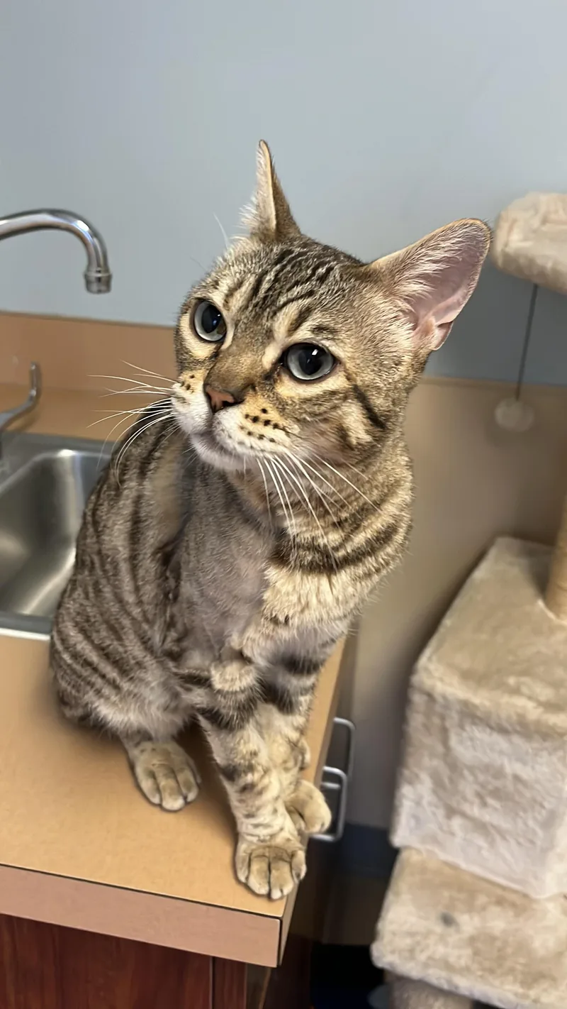 Bella thumbnail 4