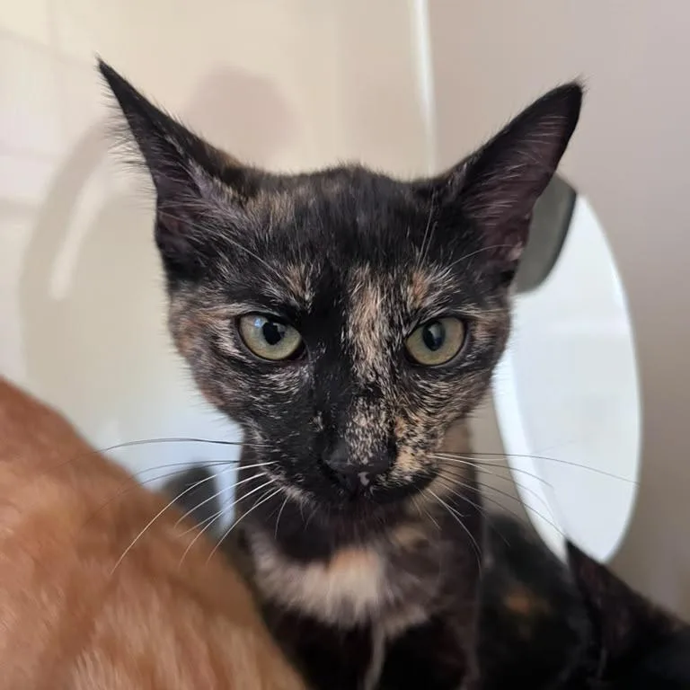 A young small-sized female Brown / Chocolate Domestic Short Hair cat named Pulga for adoption in San Pablo, CA