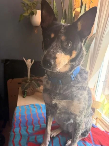An adult medium-sized female Australian Cattle Dog / Blue Heeler dog named NinΜa for adoption in San Diego, CA